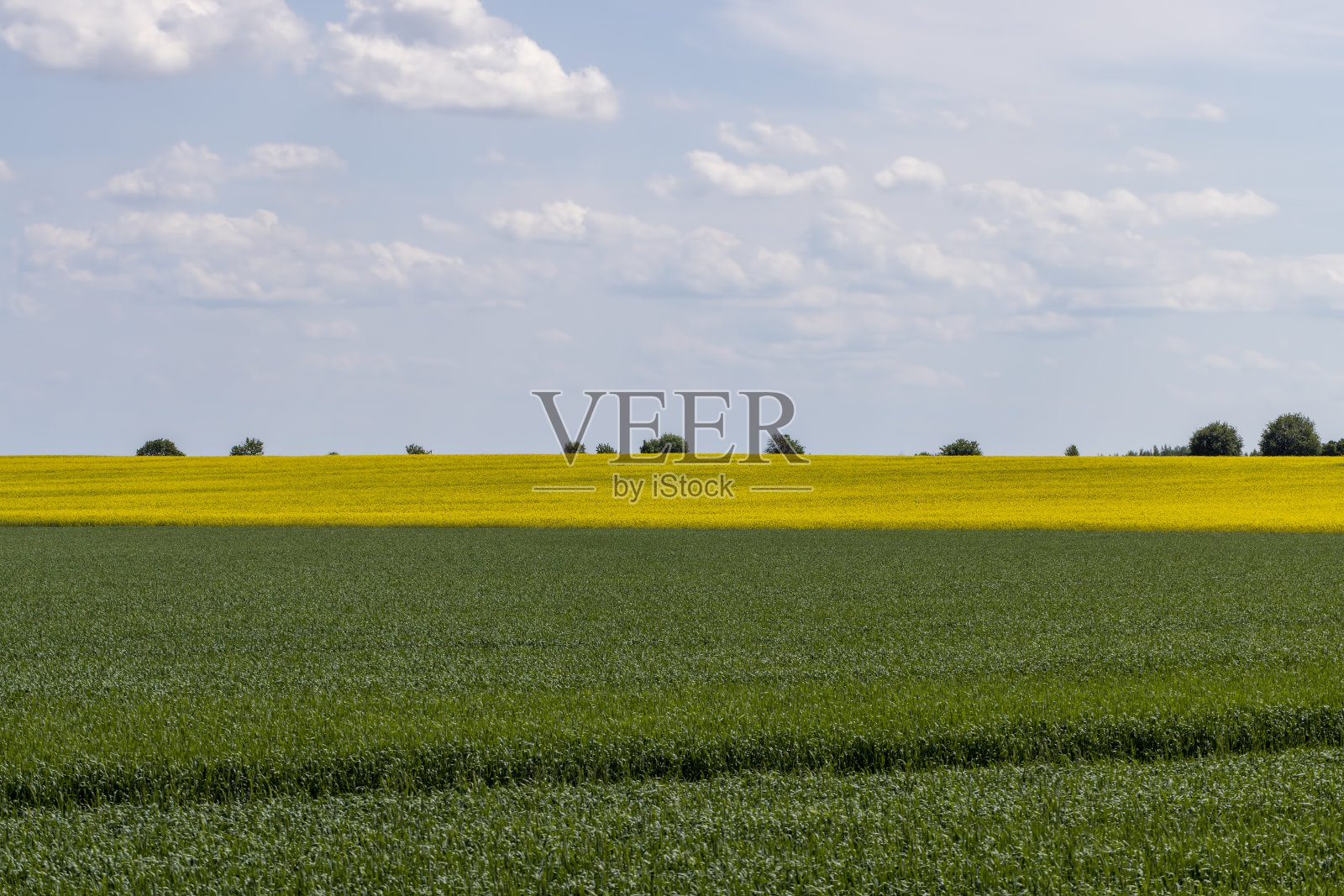 种植绿色谷物的农田照片摄影图片