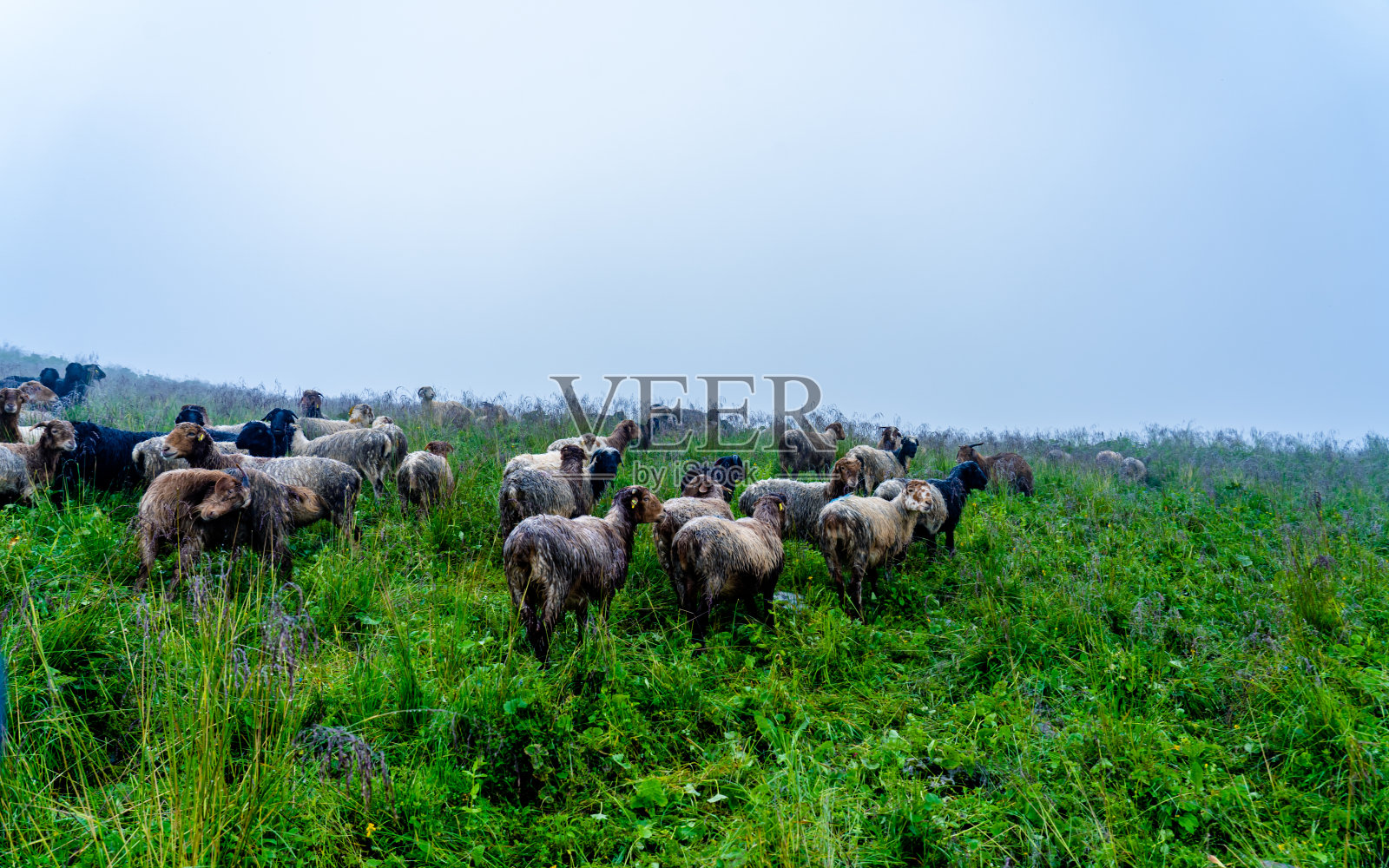 放牧绵羊的照片摄影图片