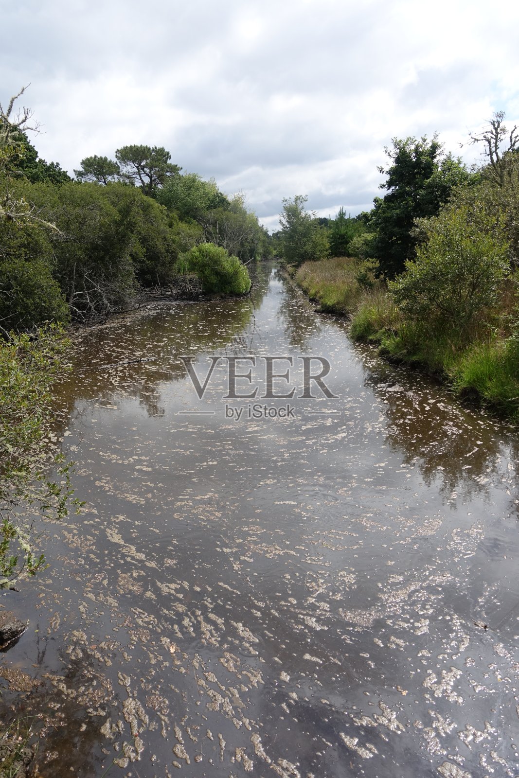 海岸沼泽沼泽树木覆盖的湿地布列塔尼Finistère法国照片摄影图片