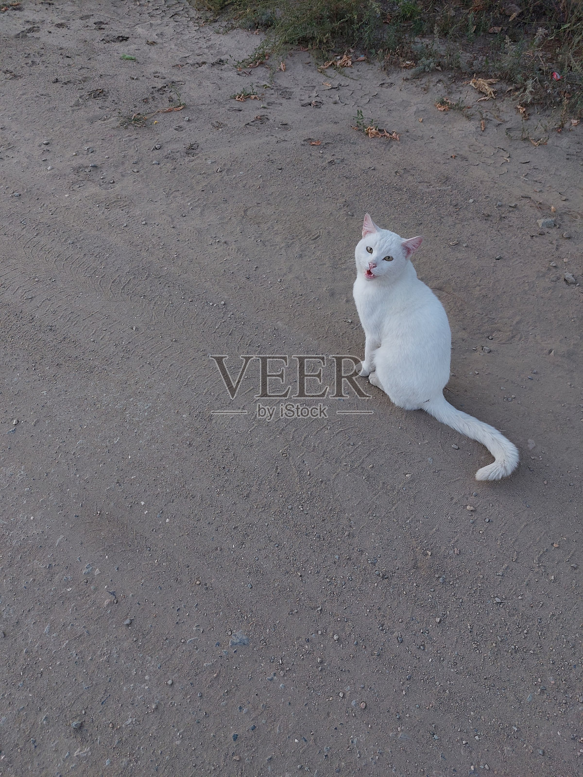 白猫在路上照片摄影图片
