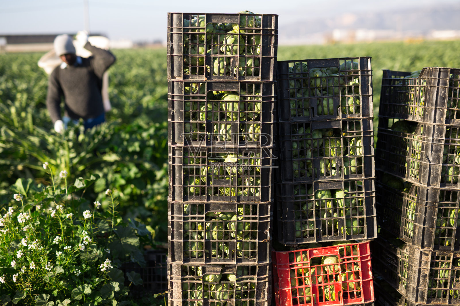 种植园里一堆堆装满洋蓟的板条箱照片摄影图片