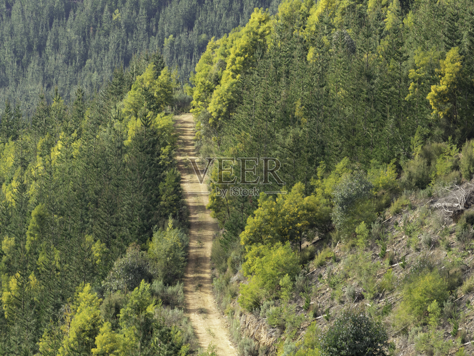 穿过松林和篱笆的土路照片摄影图片