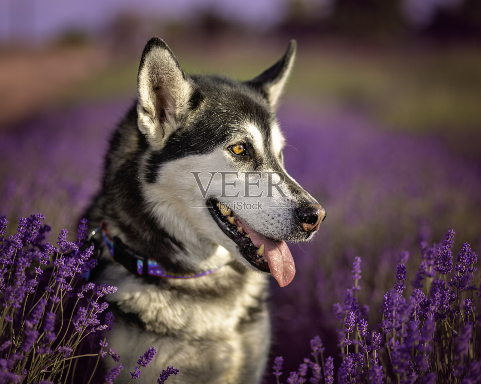 哈士奇在花照片摄影图片