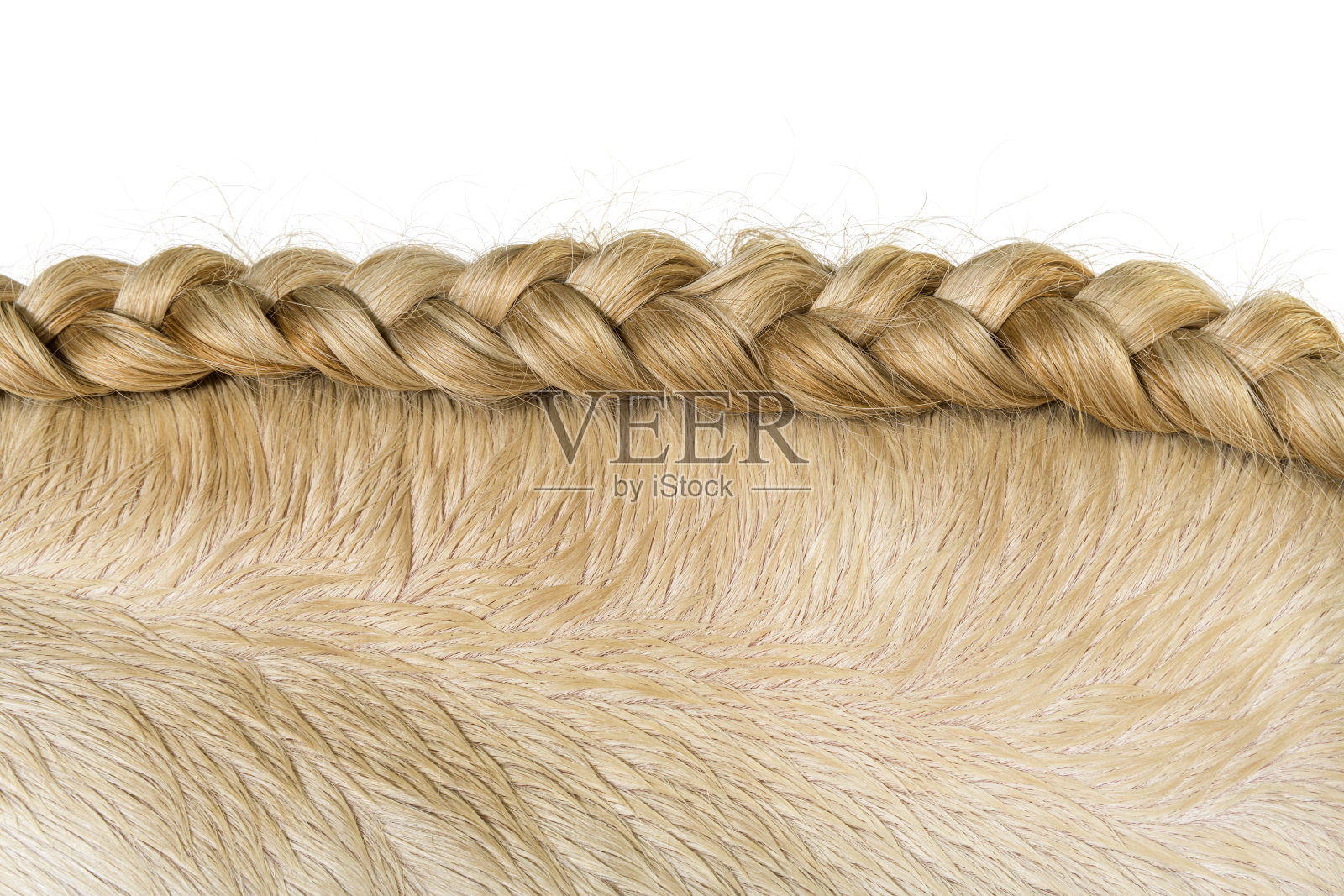 这是一匹乳黄色卢西塔诺马的近景,它的鬃毛被编织成辫子状照片摄影图片