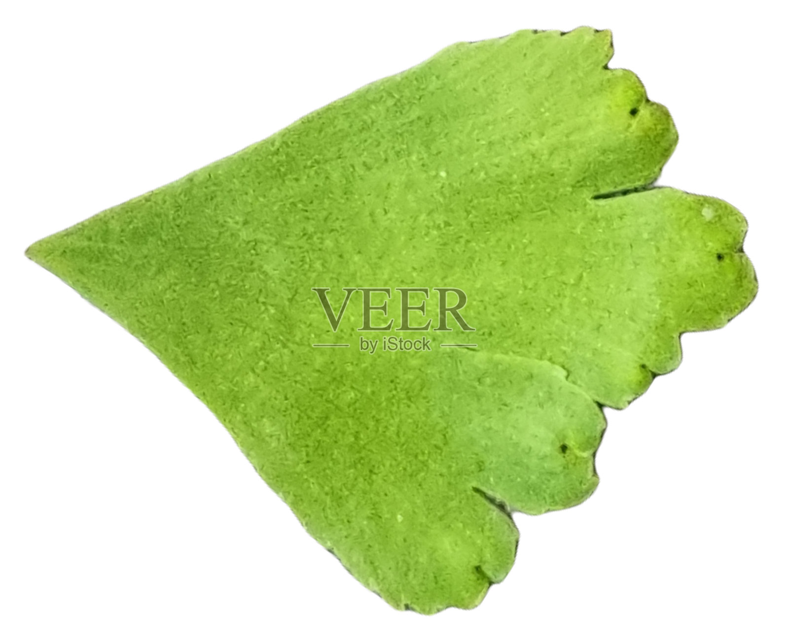 叶柄呈褐色/黑色,叶柄中有苹果绿小叶。蕨叶:铁线蕨植物的精致的扇形叶节上侧面或正面(ADET)。照片摄影图片