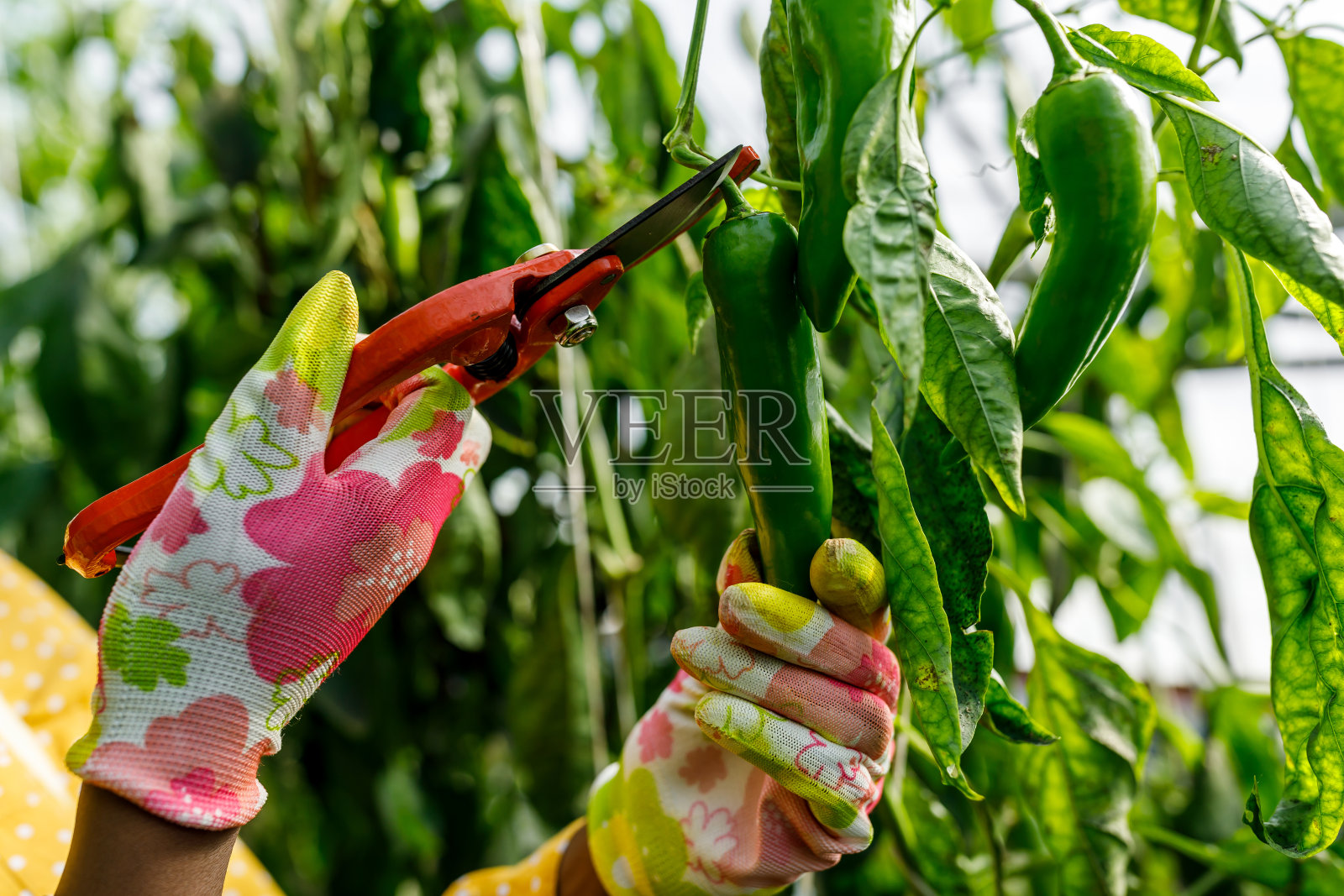 一位年轻的非洲裔美国妇女在一个大温室里收获灯笼椒。照片摄影图片