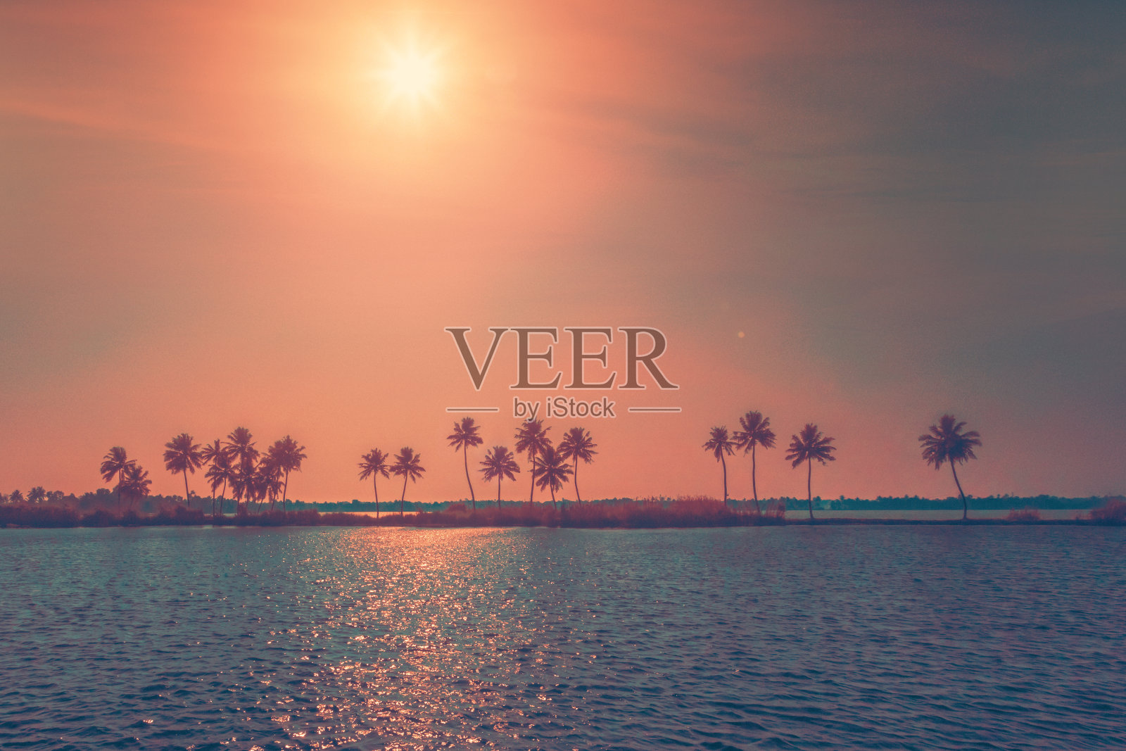 海滩上的椰子树照片摄影图片