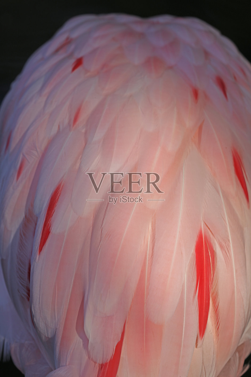 火烈鸟照片摄影图片