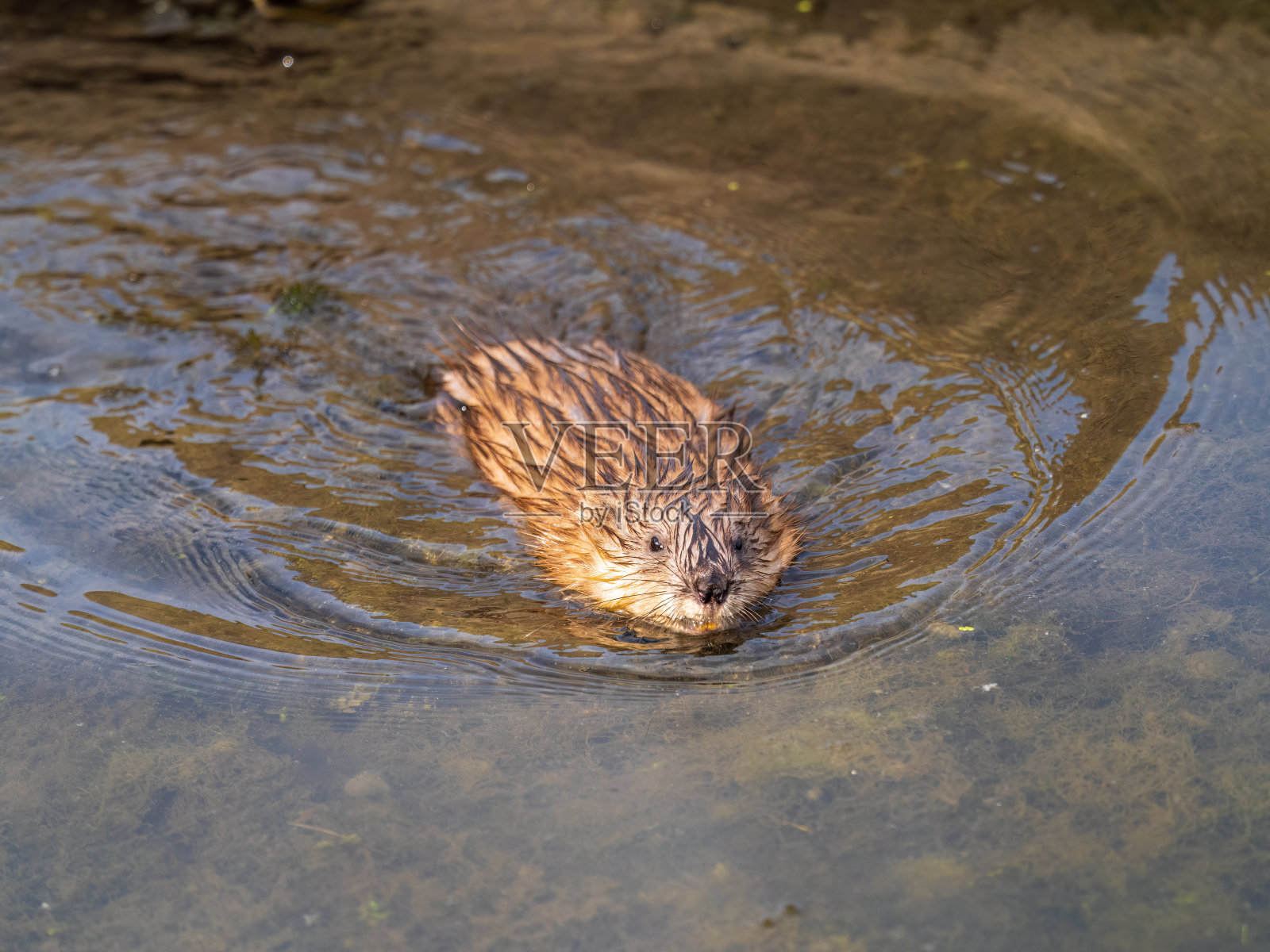 麝鼠在湖面上游泳。照片摄影图片