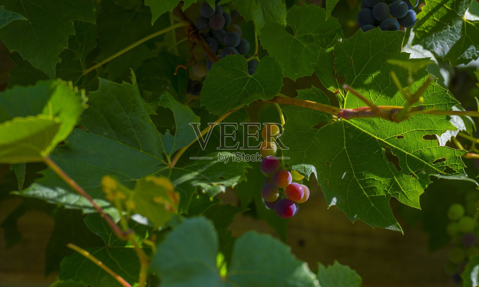 夏天,蓝天下,阳光明媚,葡萄藤和葡萄在花园里生长照片摄影图片