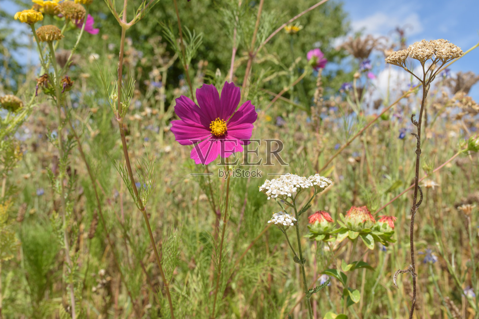 大花圃里的紫色珠宝篮照片摄影图片