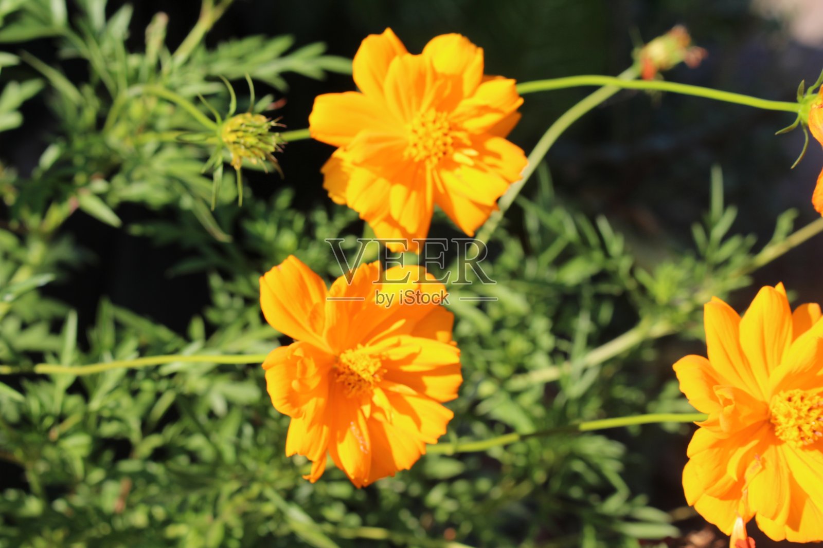 盛开的黄色的花照片摄影图片