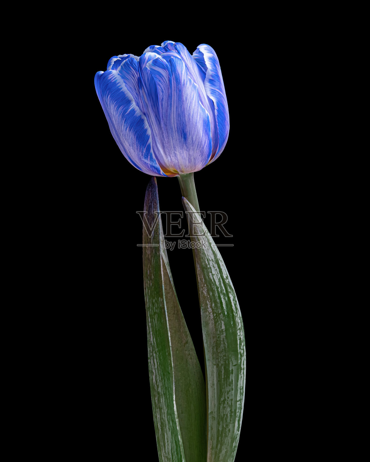 蓝白色郁金香,茎和叶为绿色,在黑色背景上分离照片摄影图片