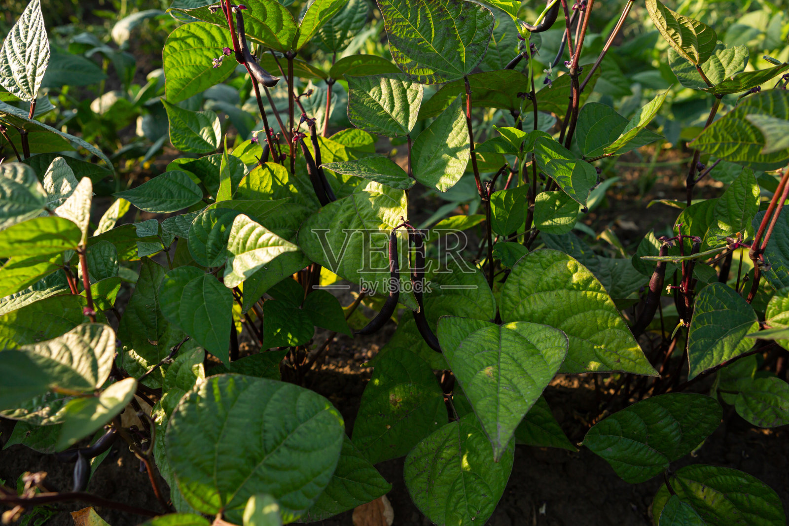 芦笋豆生长在绿豆的花园里照片摄影图片