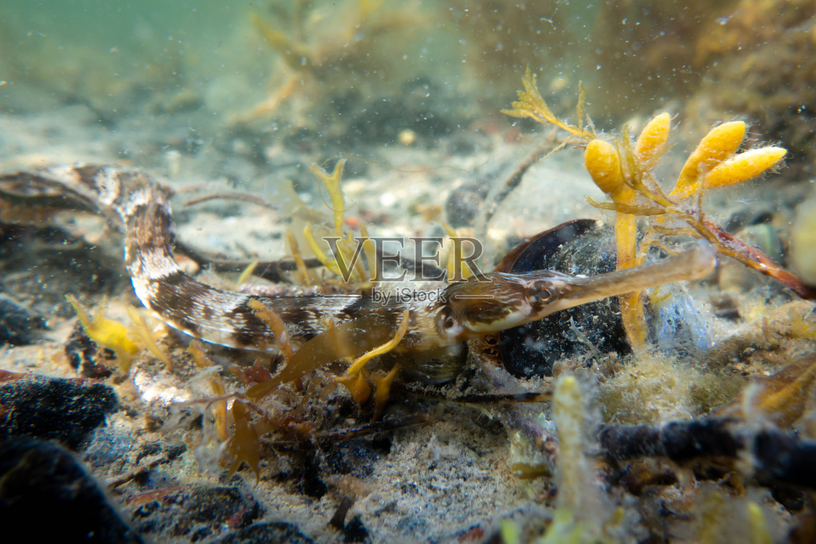 尖嘴鱼照片摄影图片