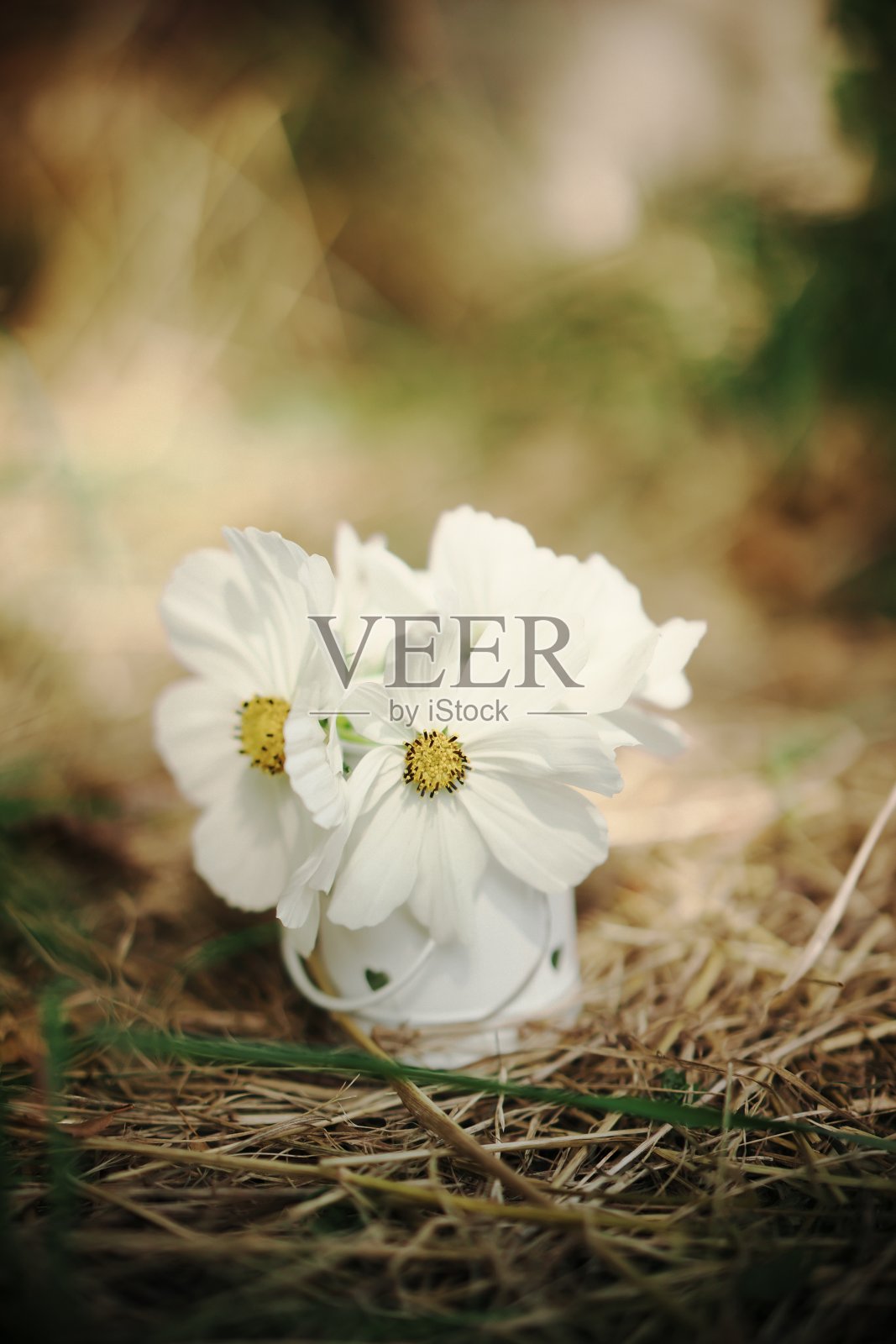 白色开花植物特写照片摄影图片