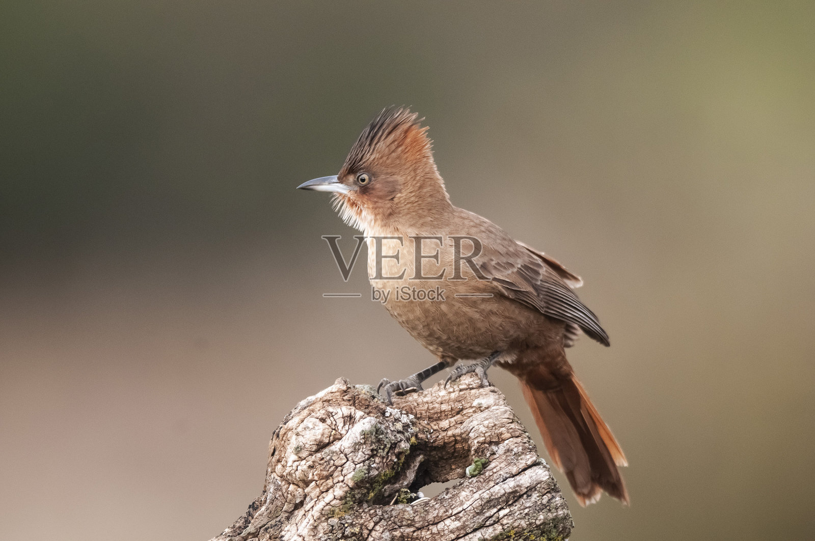 布朗·卡科洛特,帕姆帕省,巴塔哥尼亚,阿根廷。照片摄影图片