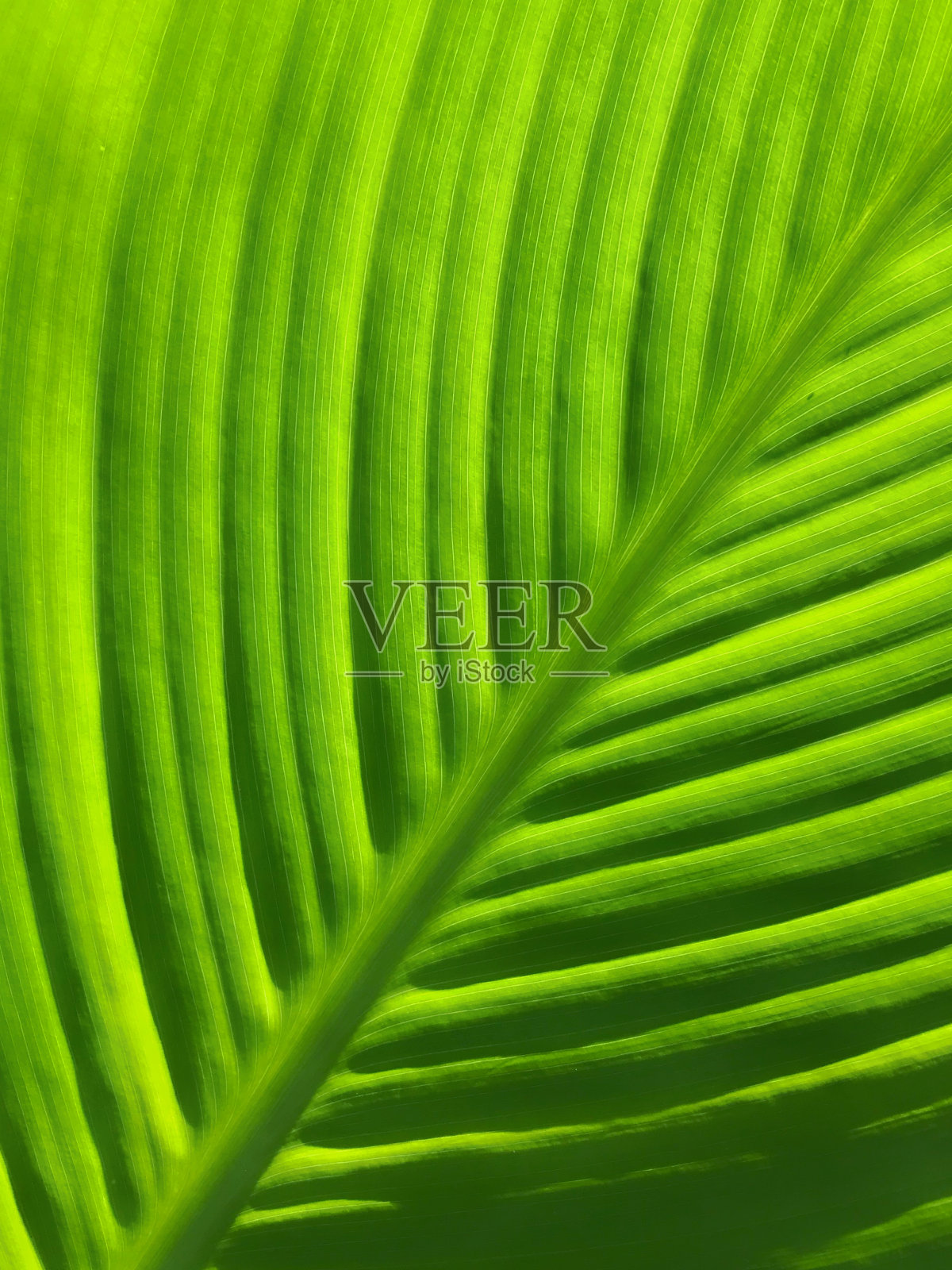 全框绿叶照片摄影图片