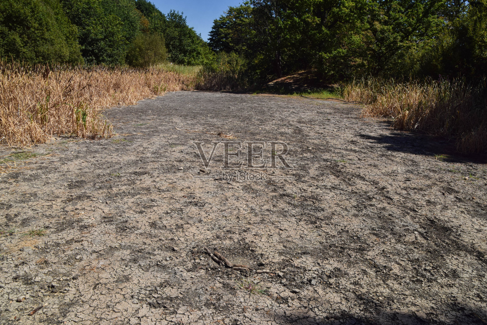 干旱期间,伦敦公园里完全干涸的池塘照片摄影图片