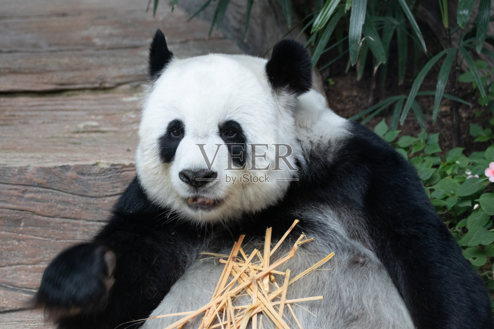 特写快乐熊猫在泰国的生活照片摄影图片