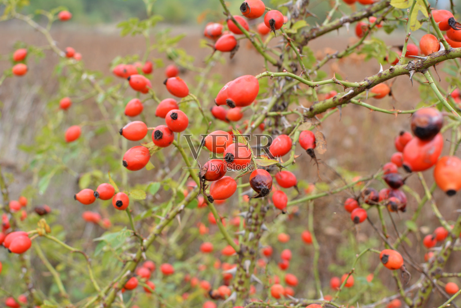 蔷薇枝上的浆果成熟了照片摄影图片