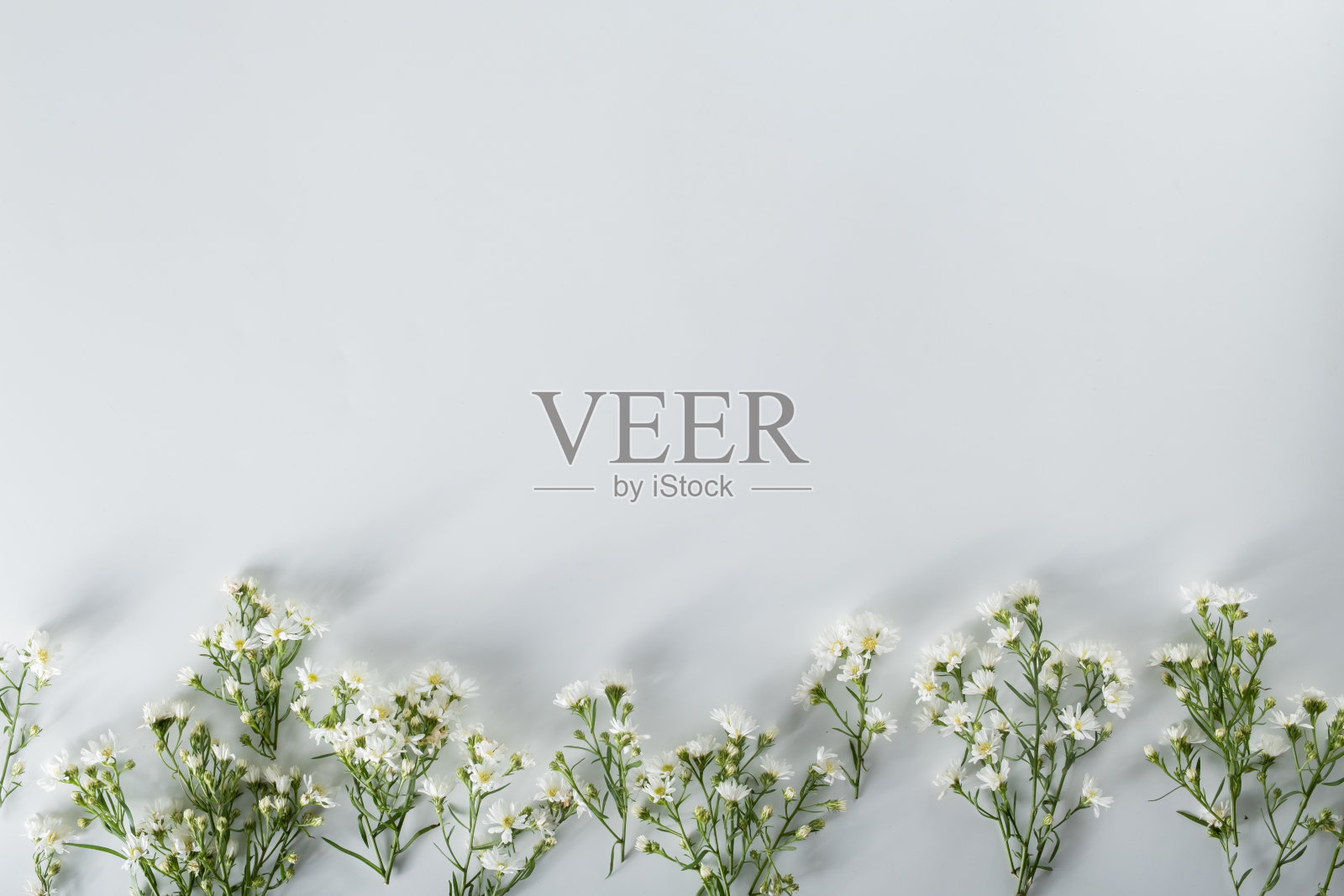 菊花和切花组成。由各种黄色或橙色的花朵和绿叶在白色的背景制成的图案和框架。平面布局,俯视图,复制空间,春天,夏天的概念。照片摄影图片