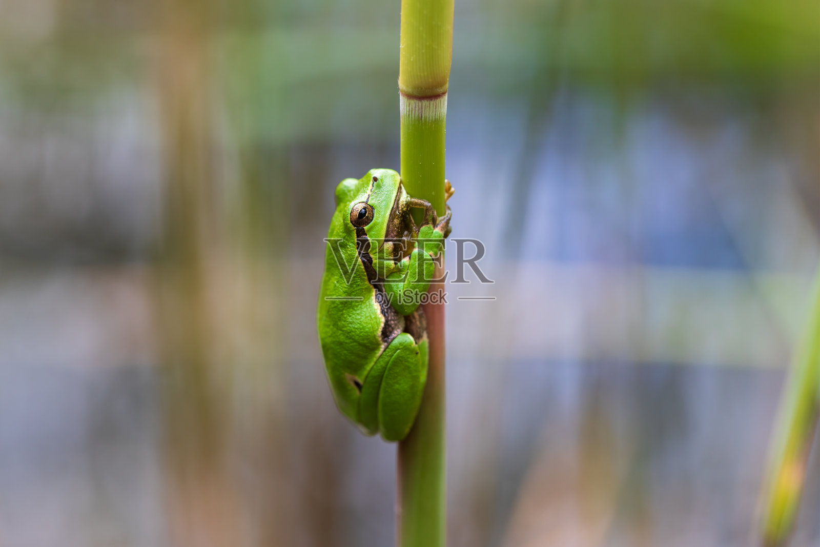 树蛙-绿色树蛙的梗。背景是绿色的。这张照片有很好的散景。疯狂的照片照片摄影图片