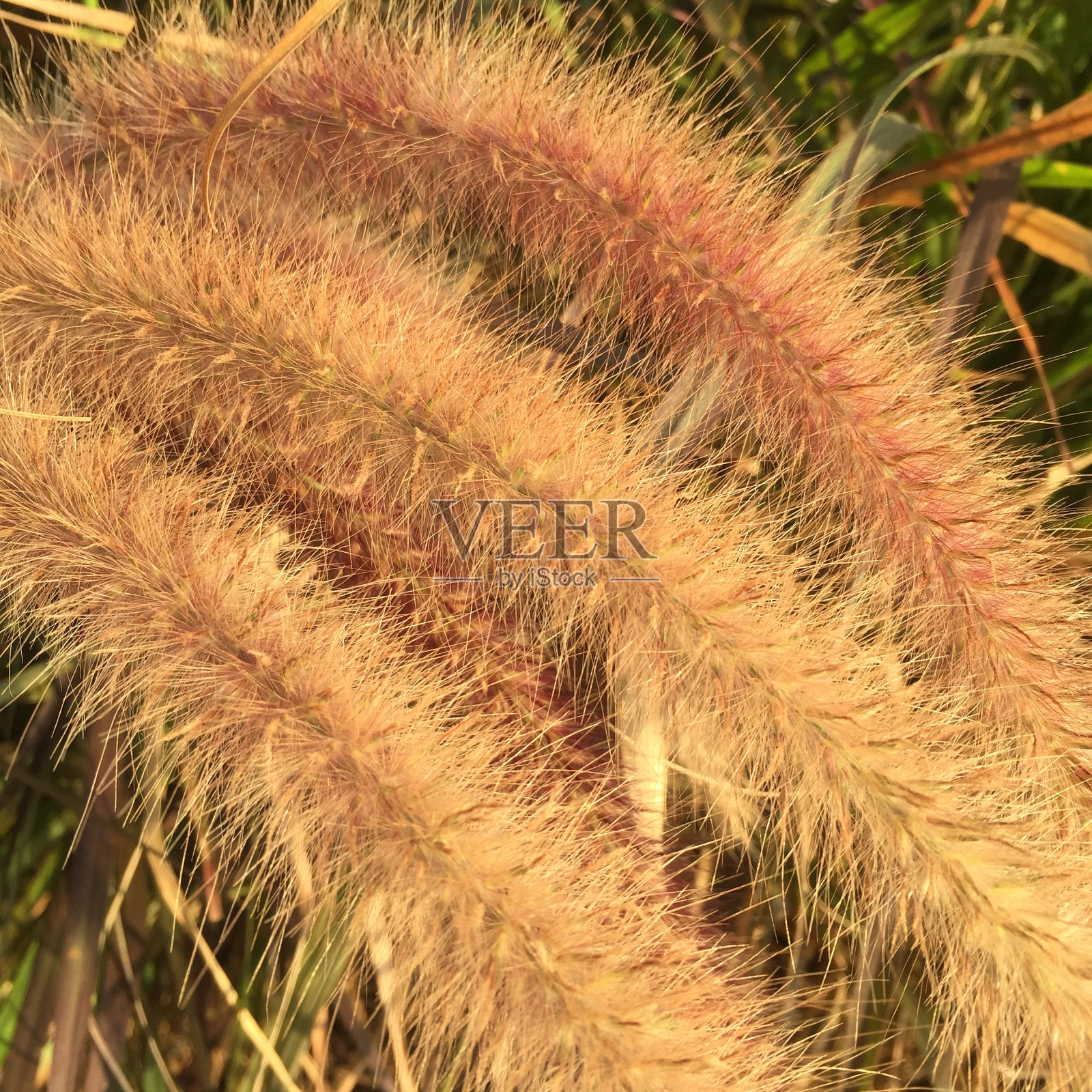 特写鲸尾琴花。照片摄影图片