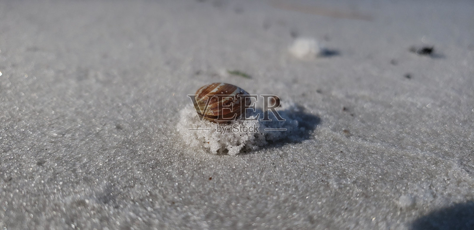 海滩上的贻贝照片摄影图片
