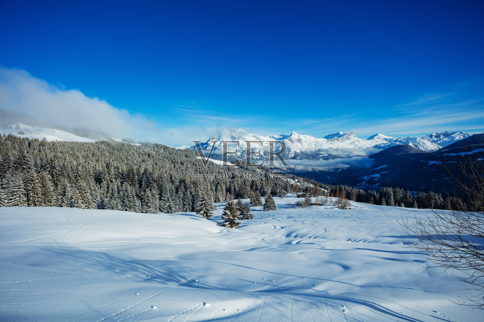 冬季阿尔卑斯雪后冷杉林景观照片摄影图片