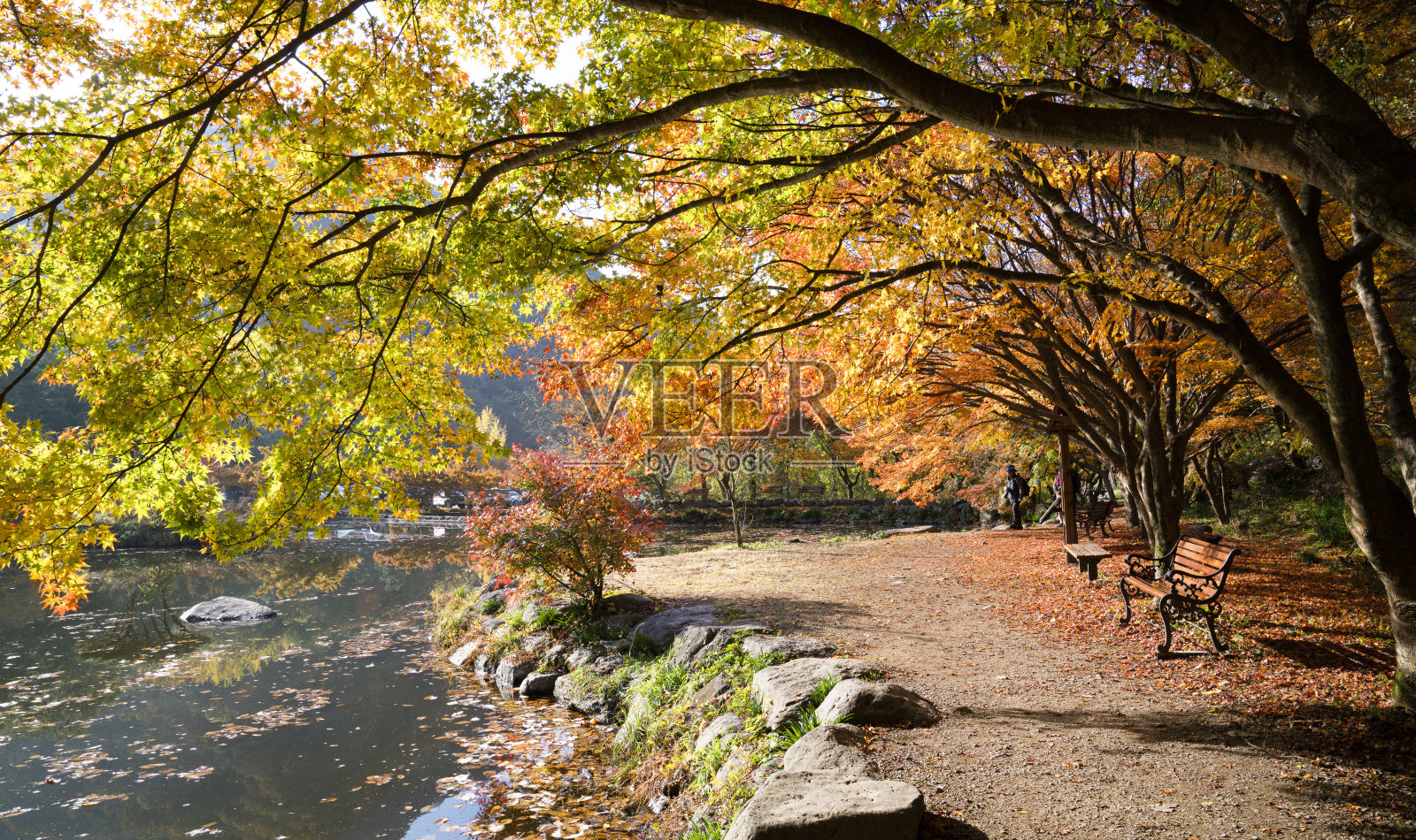 通往山寺的路被秋叶染得五彩缤纷。照片摄影图片