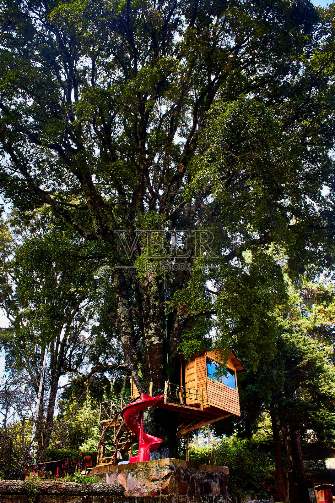 在墨西哥的黄金之州,一棵巨大的树和一个为孩子们建造的木屋照片摄影图片