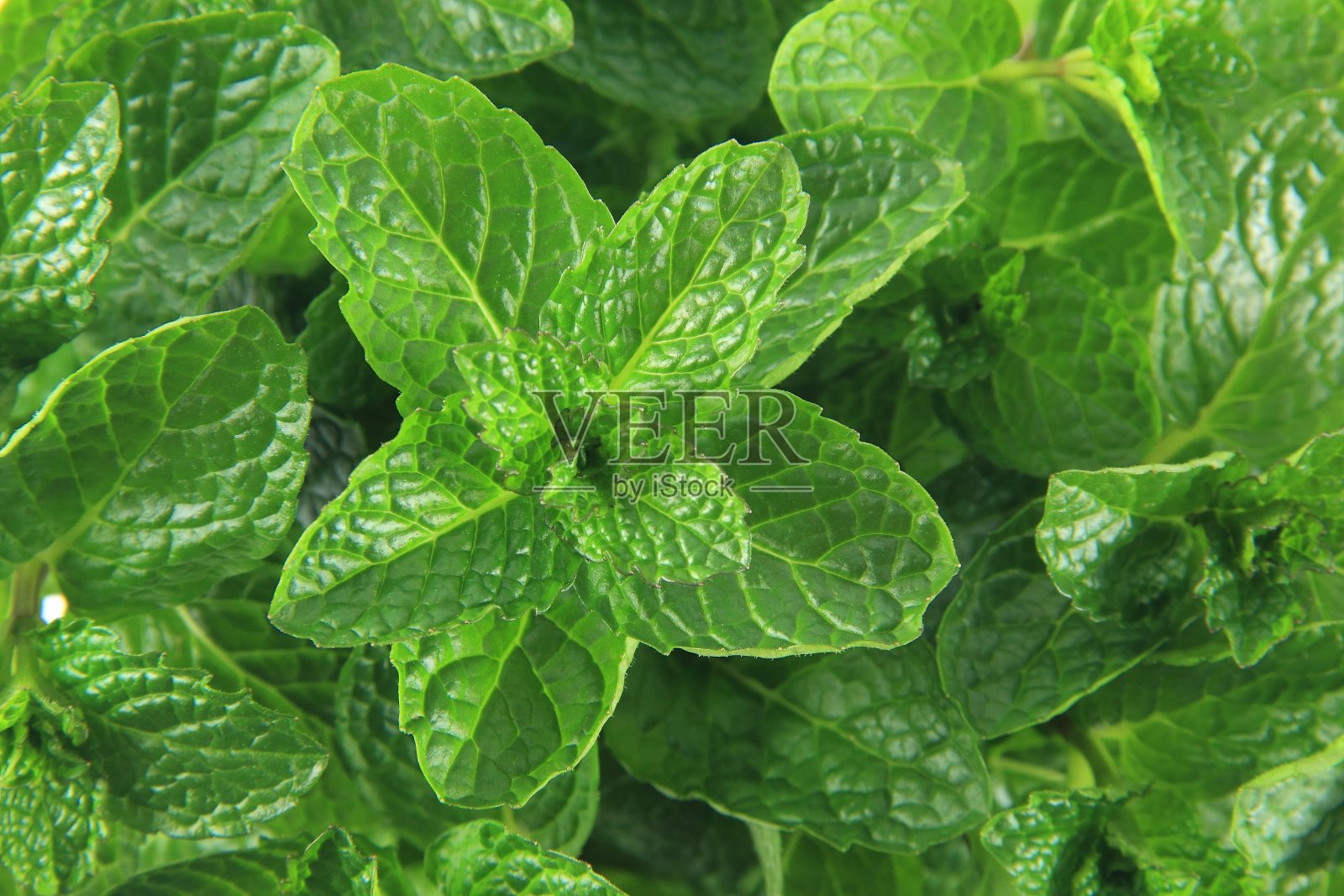 新鲜薄荷叶照片摄影图片