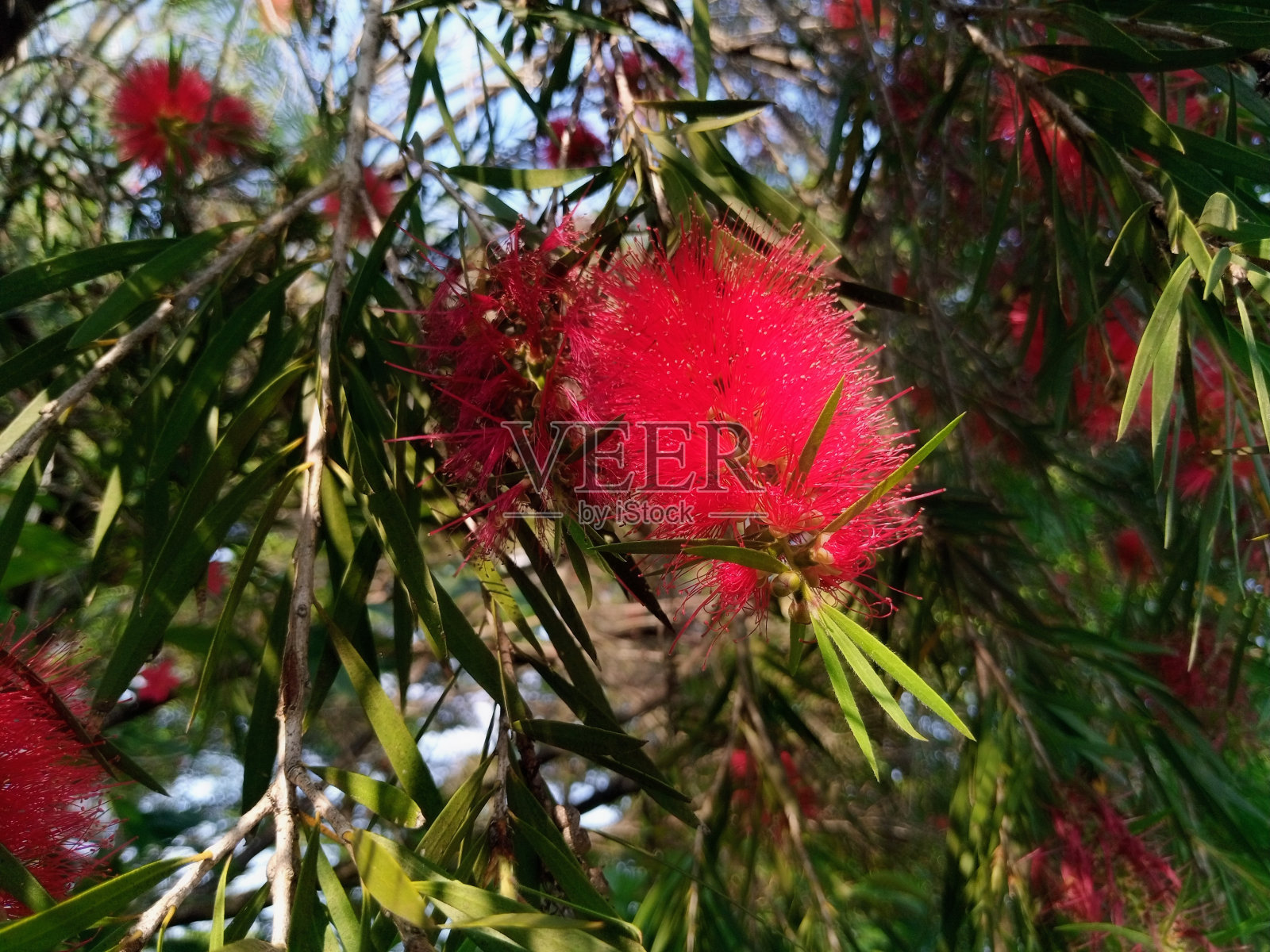 瓶刷树红花(瓶刷树)照片摄影图片