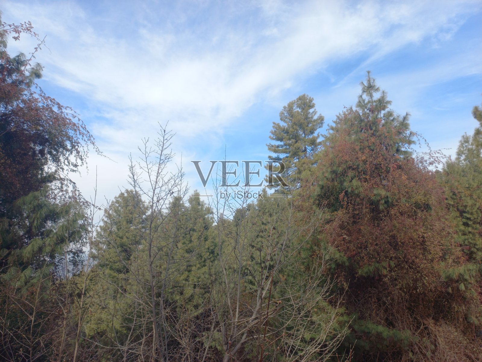 云天青松背景,股票照片照片摄影图片