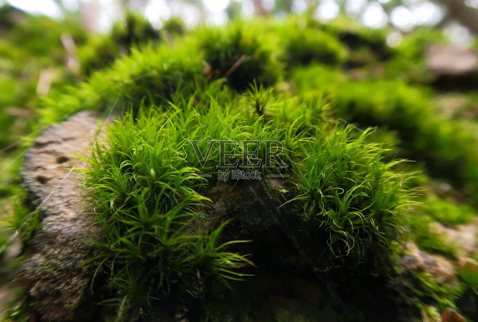 自然苔藓照片摄影图片