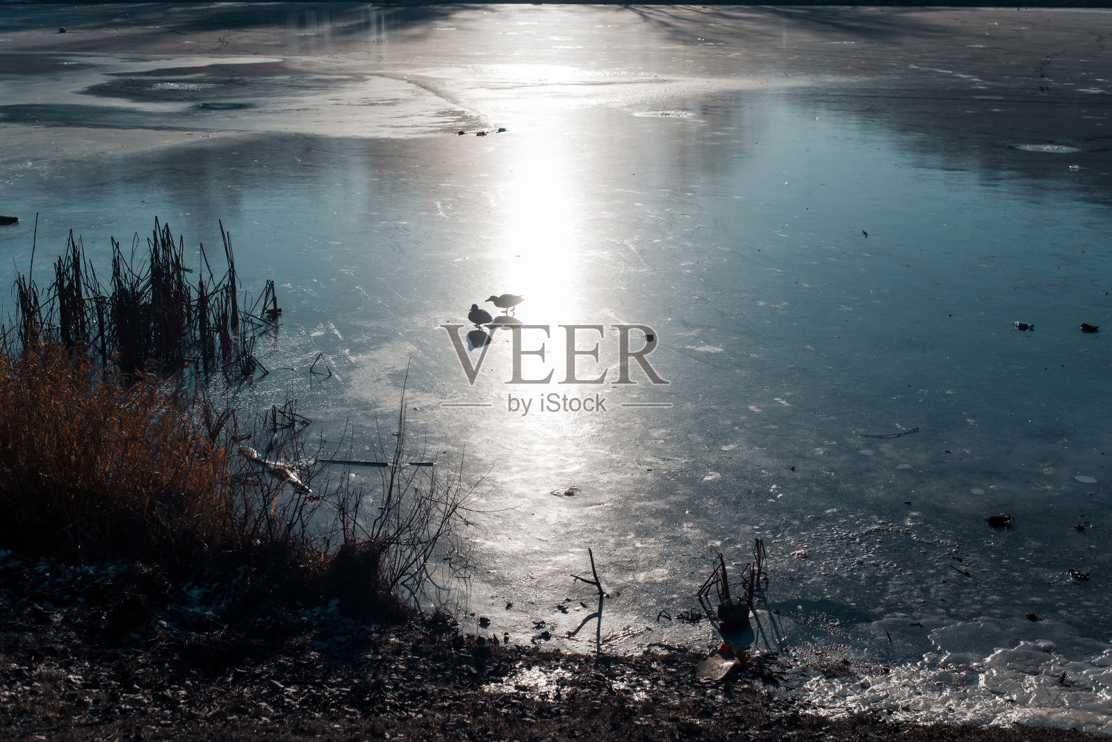 阳光下两只野鸭的剪影。两只鸭子在冰上走照片摄影图片