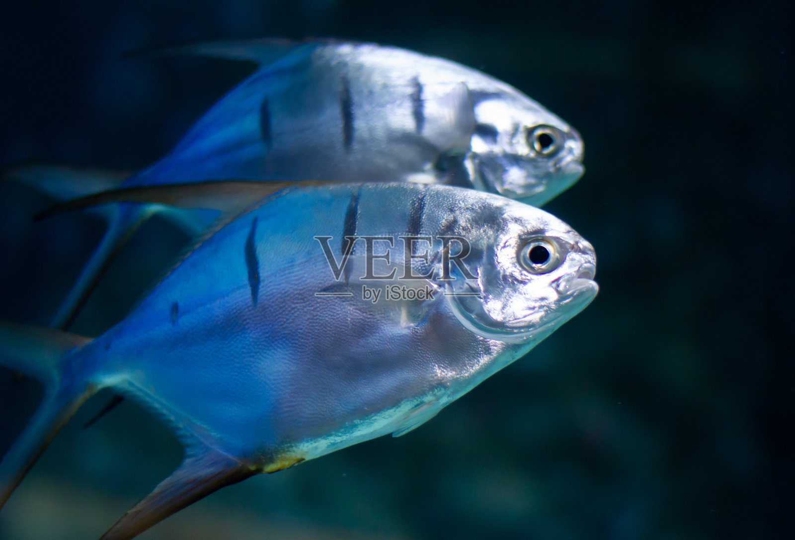 在水族馆的水下游泳的Palometa鱼(Trachinotus goodei)照片摄影图片