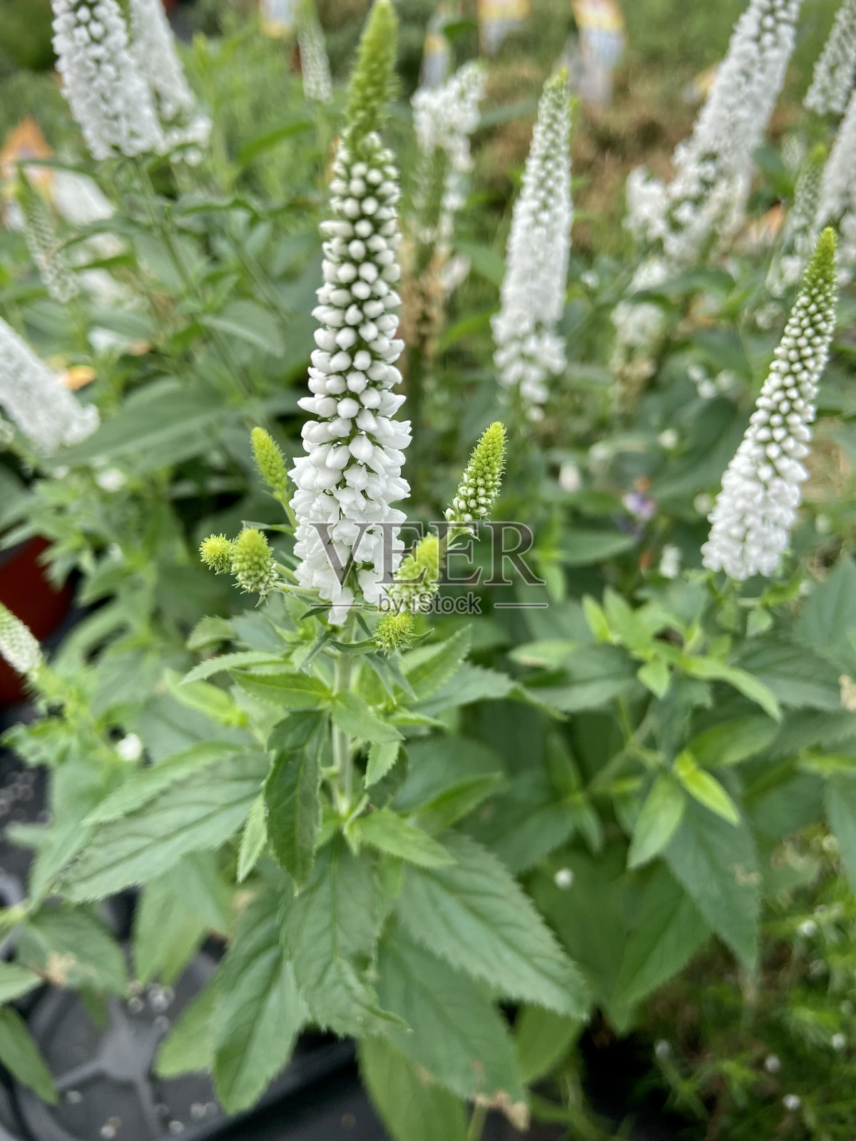 一组白色的鼠尾草花照片摄影图片