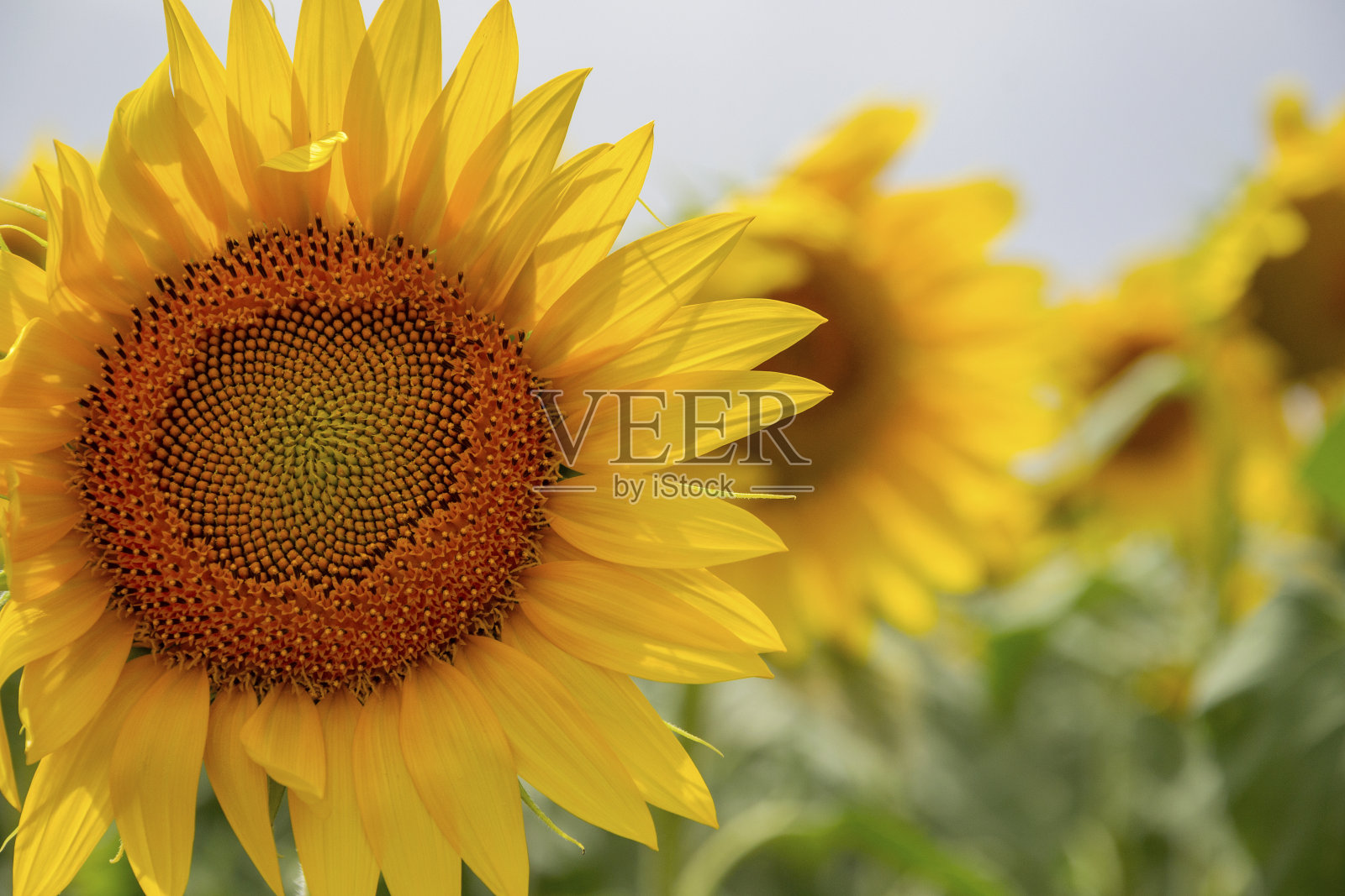 向日葵照片摄影图片