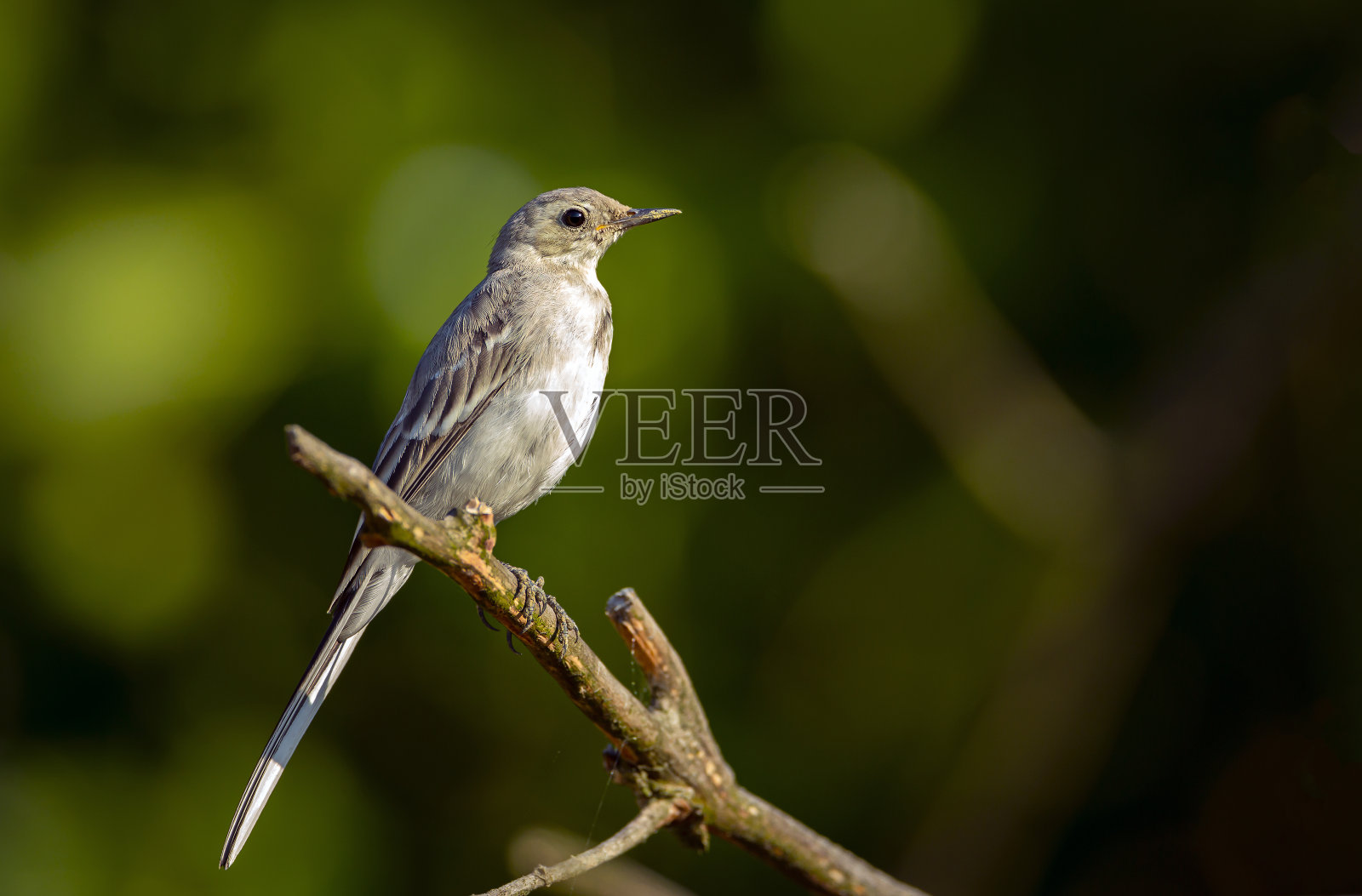 一只小白色鹡鸰坐在树枝上。照片摄影图片
