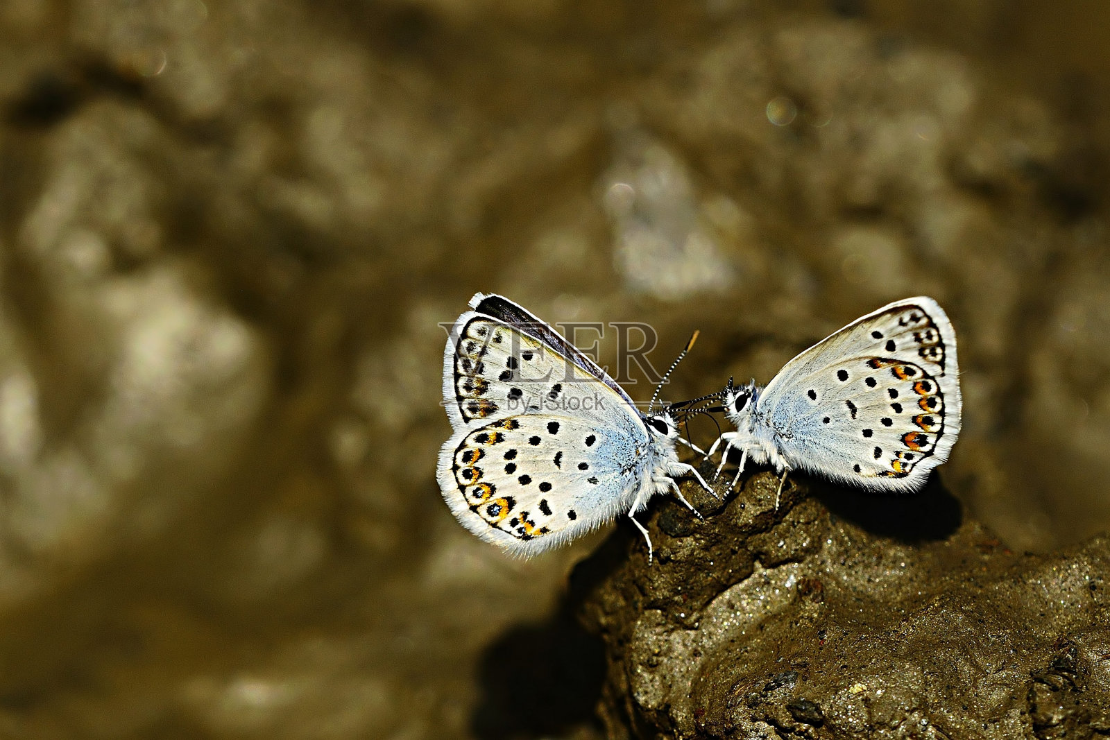 乌鳢,又称小吻蝶,是灰蝶科蝴蝶的一种照片摄影图片