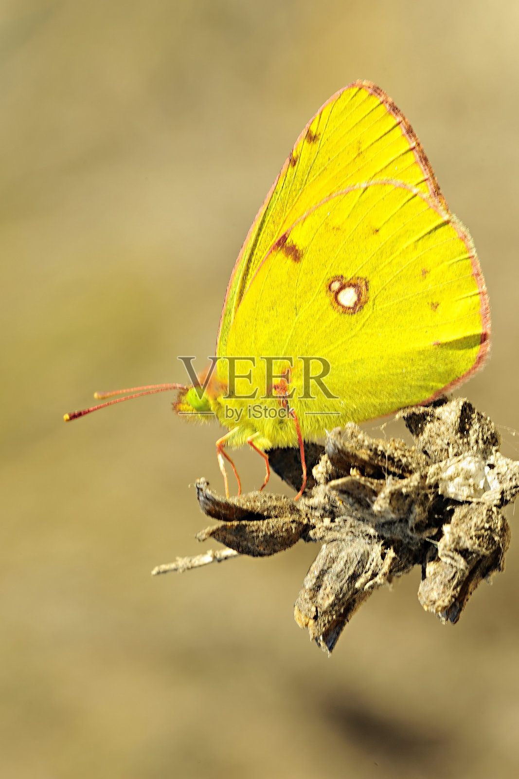 粉蝶是粉蝶科的一种照片摄影图片