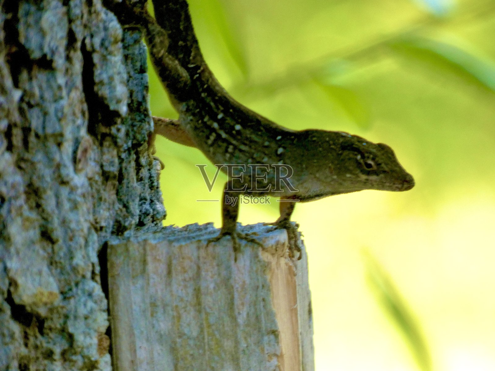 蜥蜴变色龙1照片摄影图片