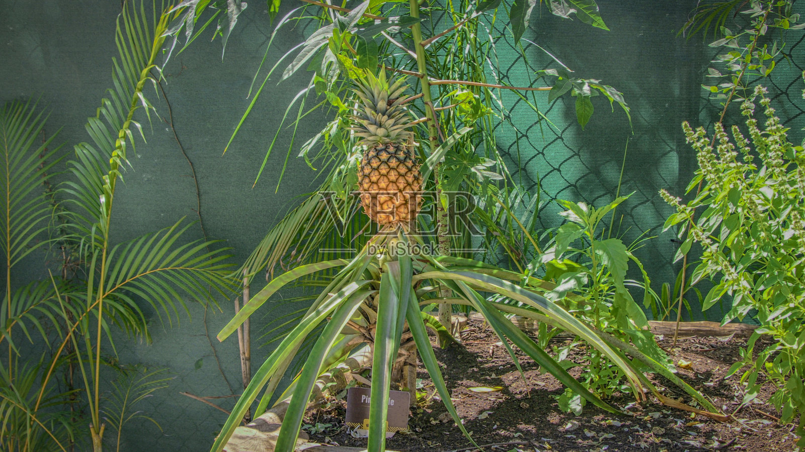 墨西哥花园里的菠萝照片摄影图片
