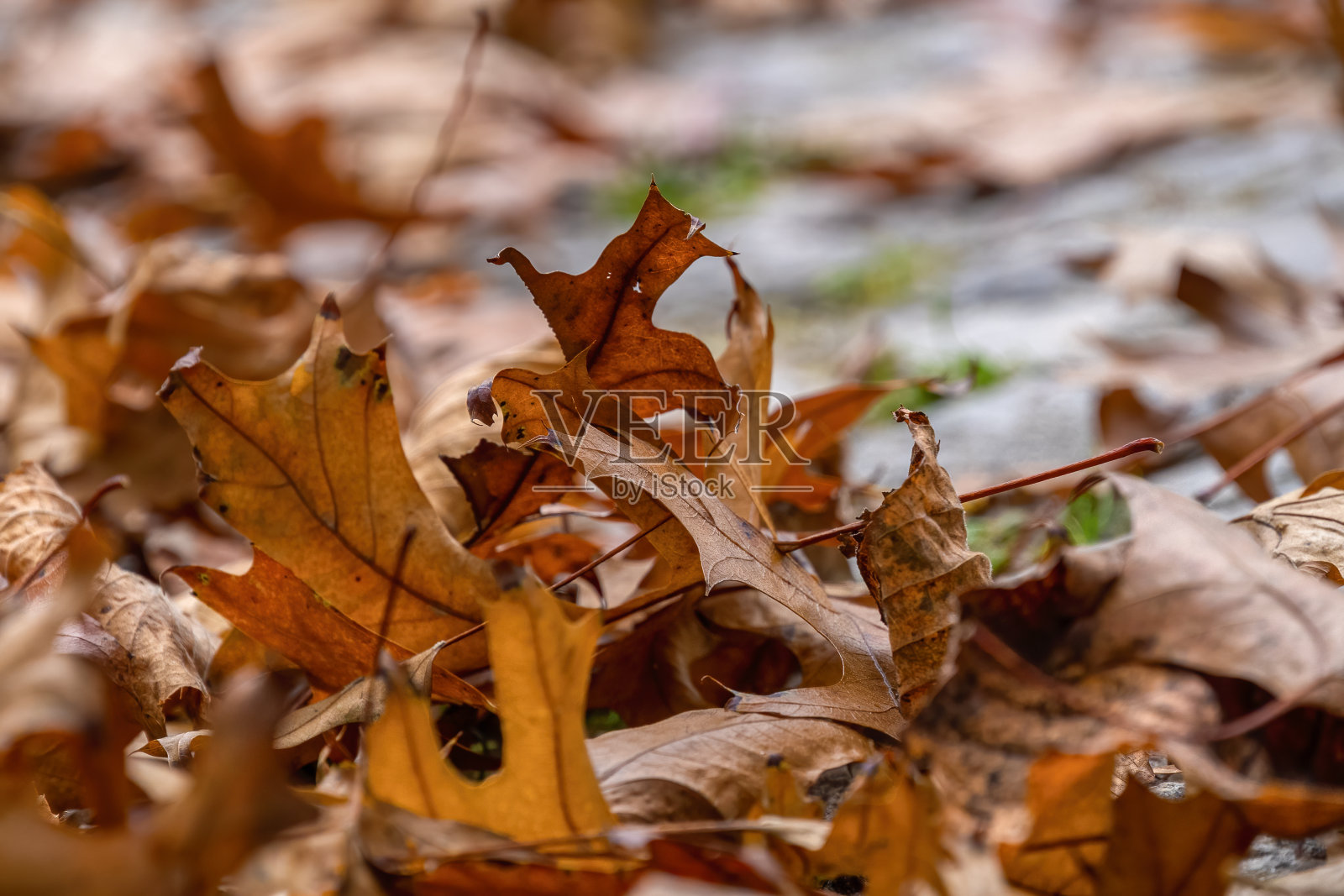 公园里橙色和红色的秋叶。照片摄影图片