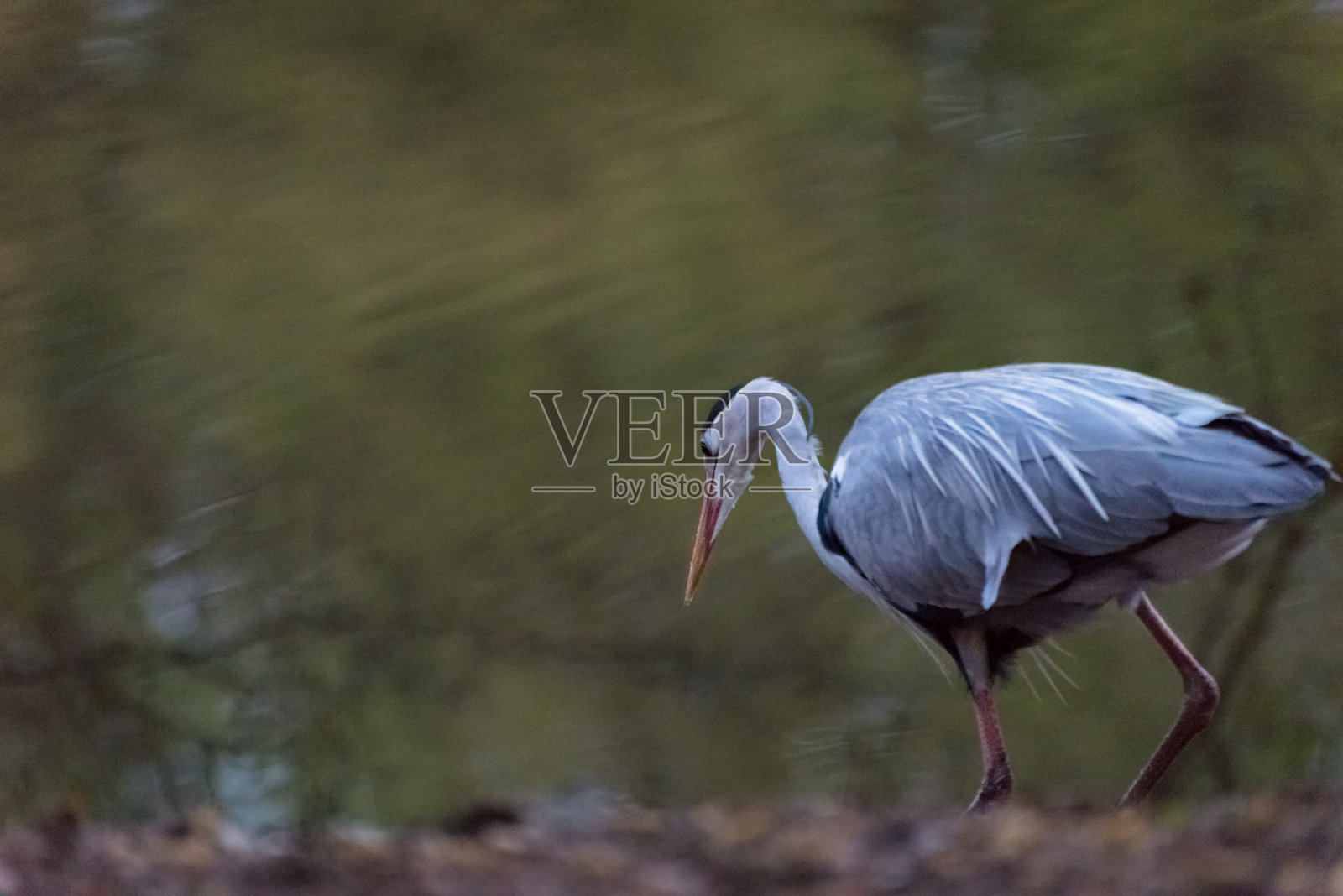 黎明时分,苍鹭站在海岸上照片摄影图片