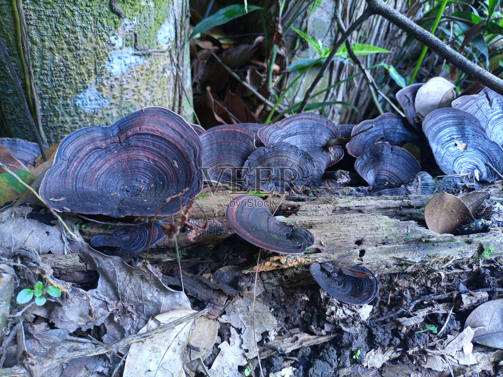 蘑菇照片摄影图片