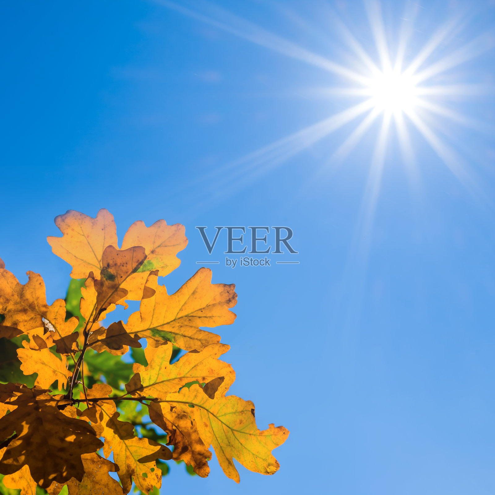 特写红色干燥的橡树在晴天的蓝天背景照片摄影图片