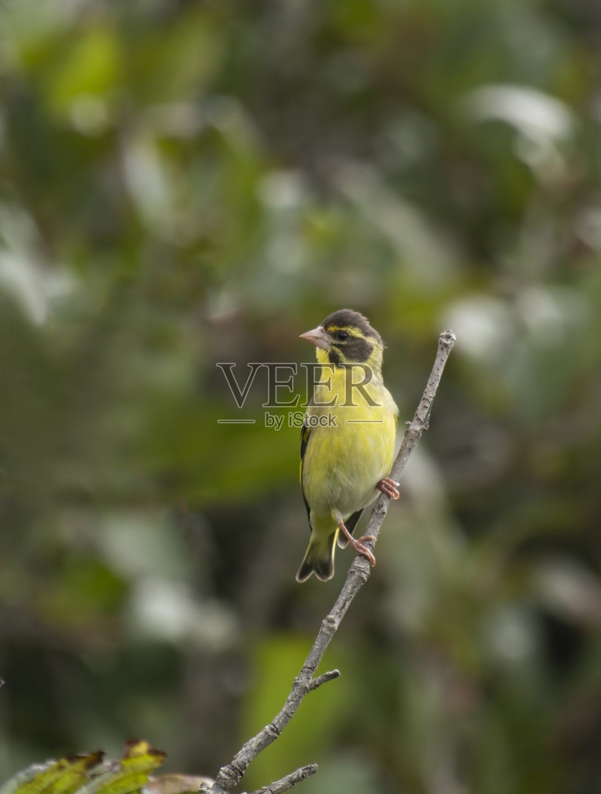 Yellow-breasted小金翅照片摄影图片